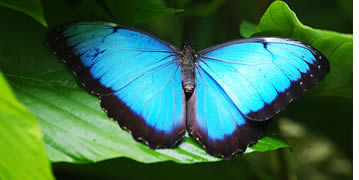 Butterflies in Bocas del Toro, Panama