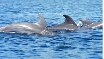 Dolphin Bay, Bocas del Toro