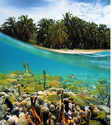 Randonnée et plongée sous-marine à Bocas del Toro, Panama